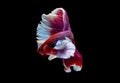 Colorful with main color of red and pink betta fish, Siamese fighting fish was isolated on black background. Fish also action of Royalty Free Stock Photo