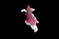 Colorful with main color of red and pink betta fish, Siamese fighting fish was isolated on black background. Fish also action of Royalty Free Stock Photo