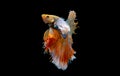 Colorful with main color of white and yellow betta fish, Siamese fighting fish was isolated on black background. Fish also action Royalty Free Stock Photo