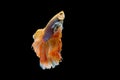 Colorful with main color of white and yellow betta fish, Siamese fighting fish was isolated on black background. Fish also action Royalty Free Stock Photo