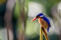 Colourful malachite kingfisher Royalty Free Stock Photo