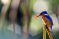 Malachite Kingfisher or commonly known Alcedo cristata perched