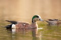 Bright duck American wigeon in breeding plumage in the lake Royalty Free Stock Photo