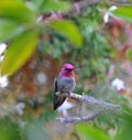 Colorful Male Anna Hummingbird Attracting Its Mate