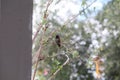 California Wildlife Series - Anna Hummingbird - Calypte Anna