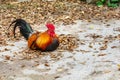 Colorful male bantam chicken lying on a pile of dried leaves