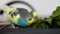 Colorful male budgie eating green leafs