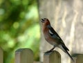 Colorful male Chaffinch perched on a wooden fence post Royalty Free Stock Photo