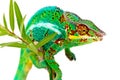 Colorful male Chameleon Royalty Free Stock Photo