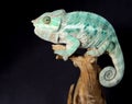 Colorful male chameleon