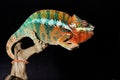 Colorful male chameleon Royalty Free Stock Photo