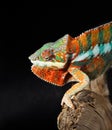 Colorful male chameleon Royalty Free Stock Photo