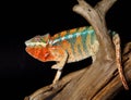 Colorful male chameleon Royalty Free Stock Photo