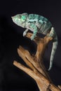 Colorful male chameleon Royalty Free Stock Photo