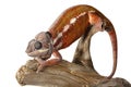 Colorful male chameleon Royalty Free Stock Photo