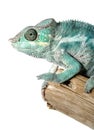 Colorful male chameleon Royalty Free Stock Photo