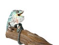 Colorful male chameleon Royalty Free Stock Photo