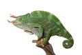 Colorful male chameleon Royalty Free Stock Photo