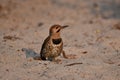 Colorful male Common Flicker bird