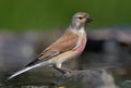 Colorful Male Common Linnet stands near a waterpond in spring Royalty Free Stock Photo