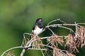 Colorful male Eastern Towhee bird Royalty Free Stock Photo