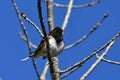 Colorful male Eastern Towhee bird Royalty Free Stock Photo