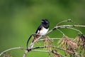 Colorful male Eastern Towhee bird Royalty Free Stock Photo