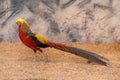 Colorful male Golden pheasant showing off its colorful plumage