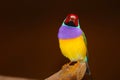 Colorful male gouldian finch in frontal view roosting on a branch in front of a brownish red background Royalty Free Stock Photo