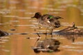 Colorful Male Green-winged Teal duck Royalty Free Stock Photo