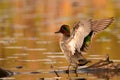 Colorful Male Green-winged Teal duck Royalty Free Stock Photo