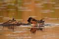 Colorful Male Green-winged Teal duck on water Royalty Free Stock Photo