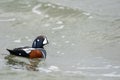 Colorful male Harlequin Duck (histrionicus) swimming in the pond Royalty Free Stock Photo