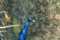 Colorful Male indian Peacock Portrait with Full Feather Plume open Royalty Free Stock Photo