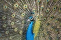 Colorful Male indian Peacock Portrait with Full Feather Plume open Royalty Free Stock Photo