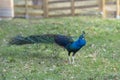 Colorful Male indian Peacock Portrait with Full Feather Plume open Royalty Free Stock Photo