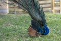 Colorful Male indian Peacock Portrait with Full Feather Plume open Royalty Free Stock Photo