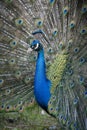 Colorful Male indian Peacock Portrait with Full Feather Plume open Royalty Free Stock Photo