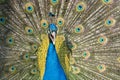 Colorful Male indian Peacock Portrait with Full Feather Plume open Royalty Free Stock Photo