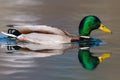 Colorful male mallard duck anas platyrhynchos swimming Royalty Free Stock Photo