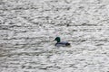 Colorful male mallard duck swimming on a lake Royalty Free Stock Photo