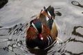 Colorful male mandarin duck, aix galericulata, anatra mandarina Royalty Free Stock Photo