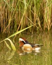 Beautiful male mandarin duck  Aix galericulata  swimming away on green pond water Royalty Free Stock Photo