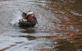 The colorful Male Mandarin Duck