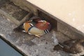 A colorful male Mandarin duck is sitting on the side of the pool. Royalty Free Stock Photo