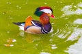 Colorful Male Mandarin Duck Swiming in Lake Royalty Free Stock Photo