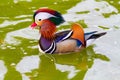 Colorful Male Mandarin Duck Swiming in Lake Royalty Free Stock Photo