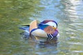Colorful male Mandarin duck swimming in a pond Royalty Free Stock Photo