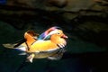 Colorful Male Mandarin Duck