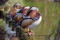 Colorful Male Mandarin Ducks at lake side Royalty Free Stock Photo